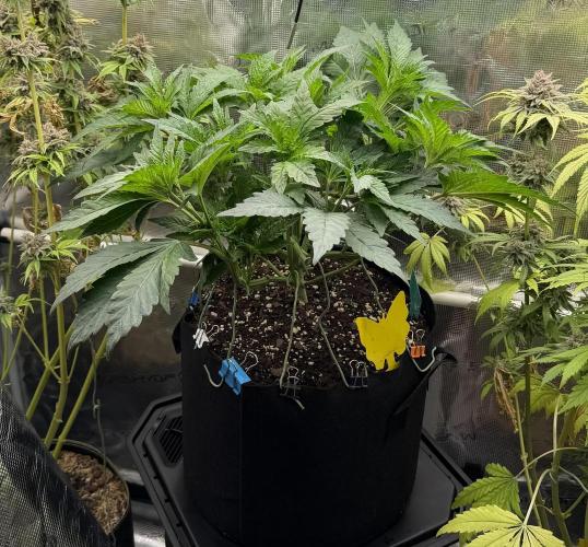 Notorious THC. Week 5