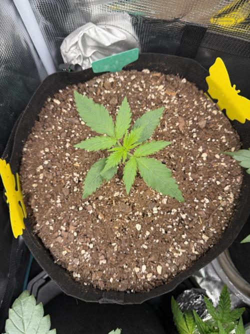 Gorilla Z Soil. Week 1