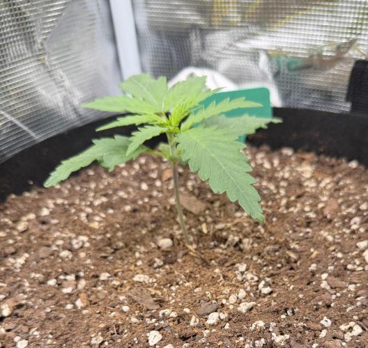 Gorilla Z Soil. Week 1
