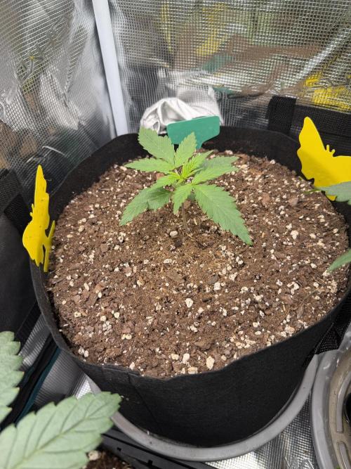 Gorilla Z Soil. Week 1