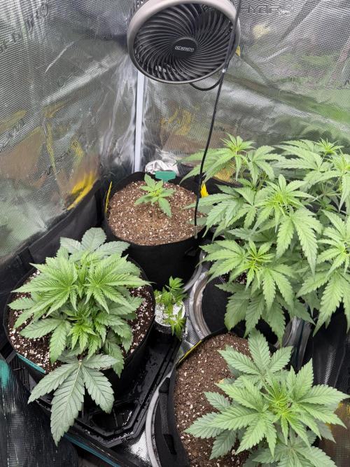 Gorilla Z Auto. Week 1
