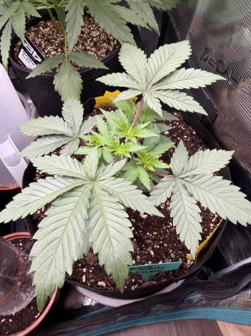 Sour D. Personal Fav. Week 3