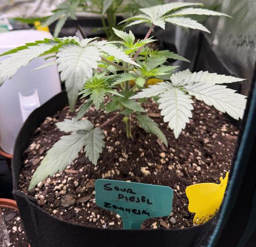 Sour D. Personal Fav. Week 3
