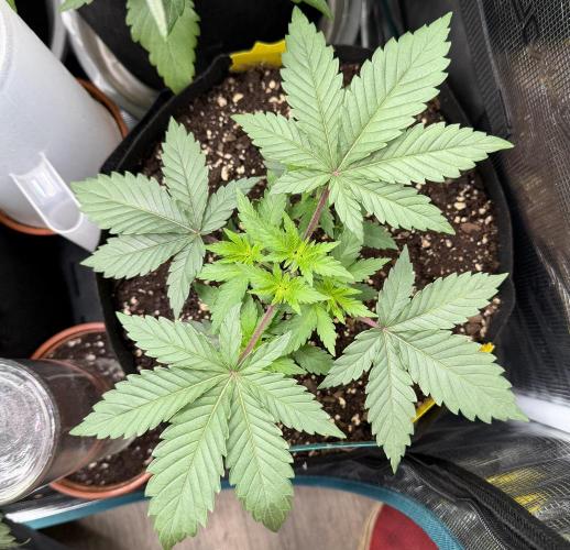 Sour D. Personal Fav. Week 3