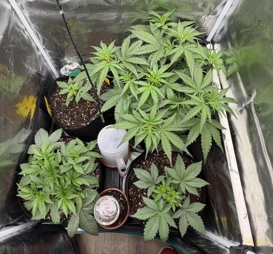 Sour D. Personal Fav. Week 3