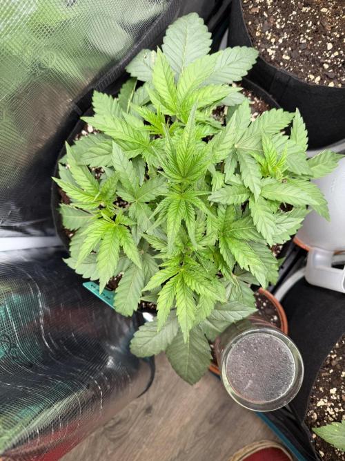 OG Flashback. Week 3