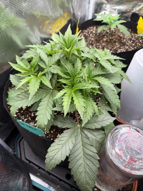 OG Flashback. Week 3