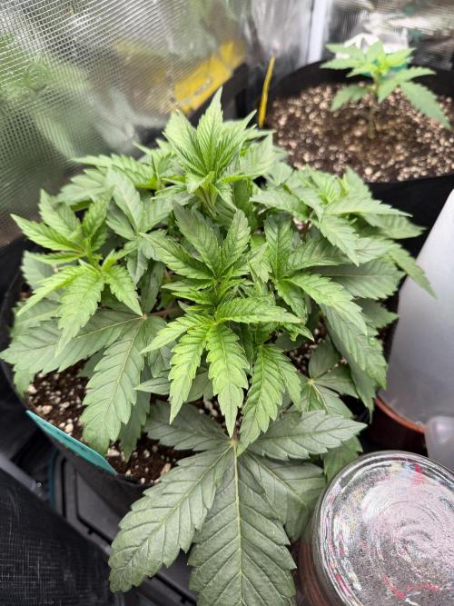 OG Flashback. Week 3