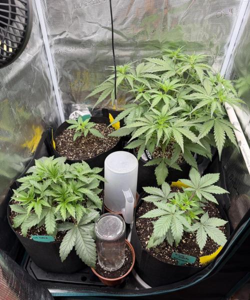 OG Flashback. Week 3