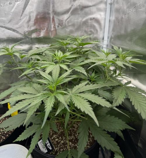 Gelato Auto Sweetness. Week 3