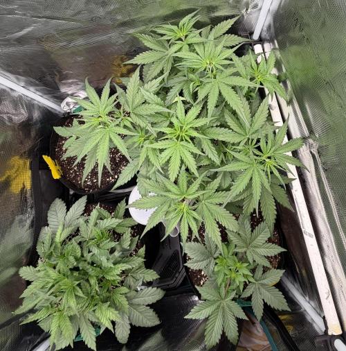 Gelato Auto Sweetness. Week 3