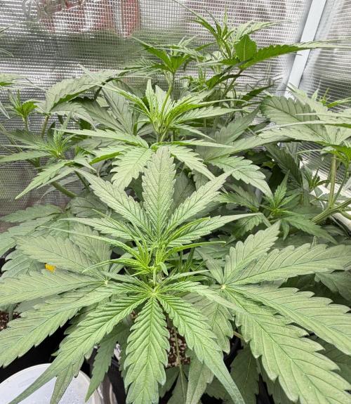 Gelato Auto Sweetness. Week 3