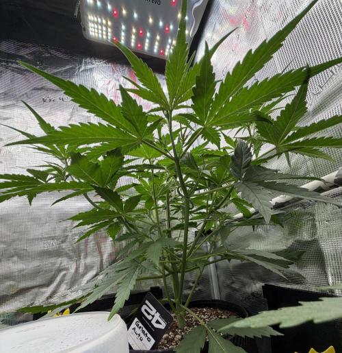 Gelato Auto Sweetness. Week 3