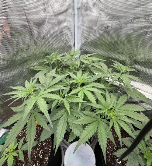 Gelato Auto Sweetness. Week 3