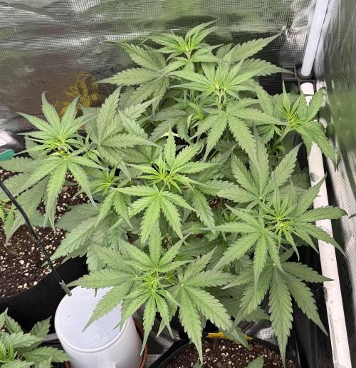 Gelato Auto Sweetness. Week 3