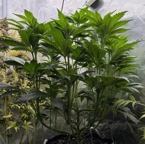 Notorious THC Living Soil. Week 6