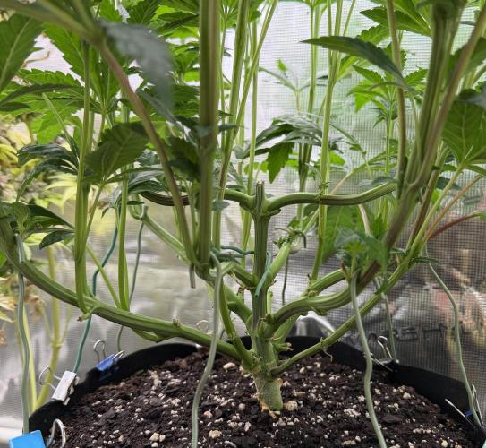 Notorious THC Living Soil. Week 6