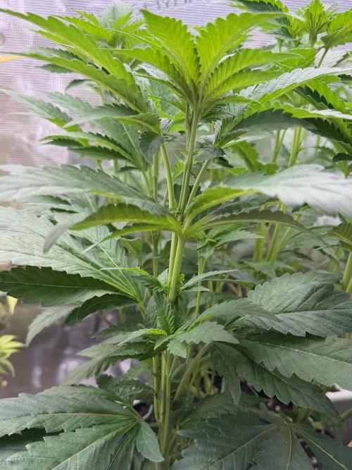 Notorious THC Living Soil. Week 6