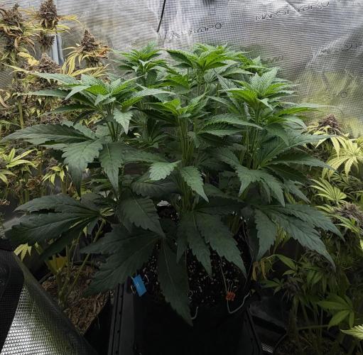 Notorious THC Living Soil. Week 6