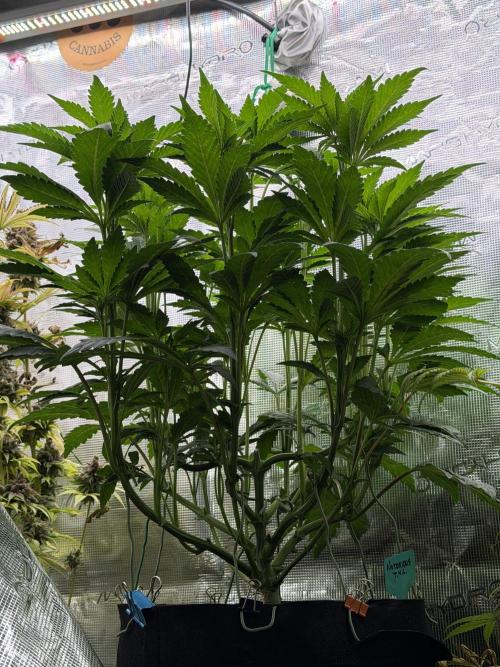 Notorious THC Living Soil. Week 6