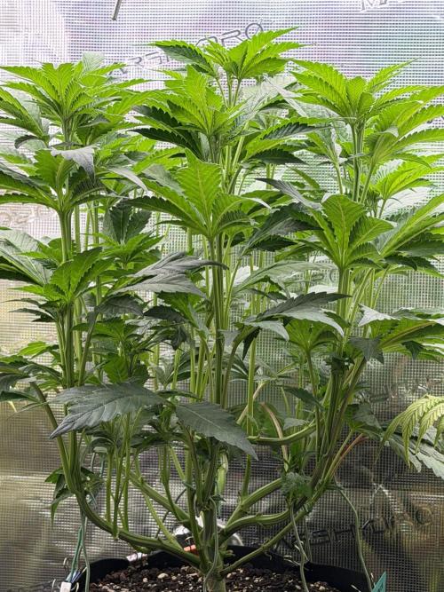 Notorious THC Living Soil. Week 6