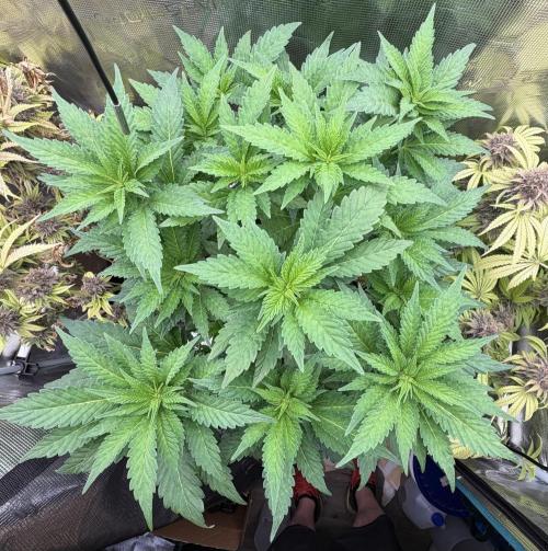Notorious THC Living Soil. Week 6