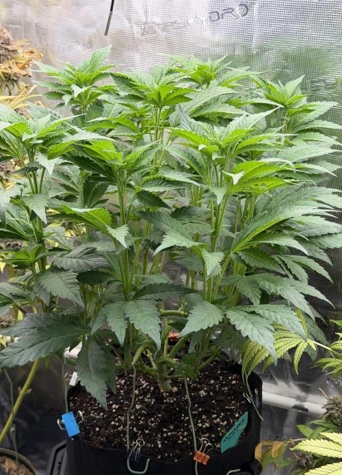 Notorious THC Living Soil. Week 6