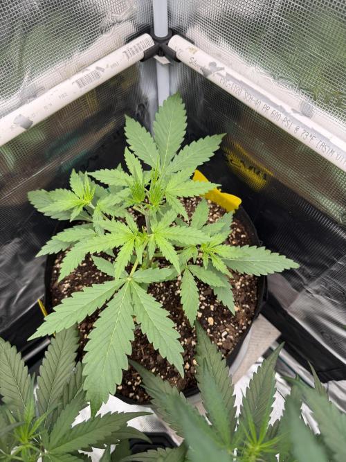 Gorilla Z Soil. Week 2