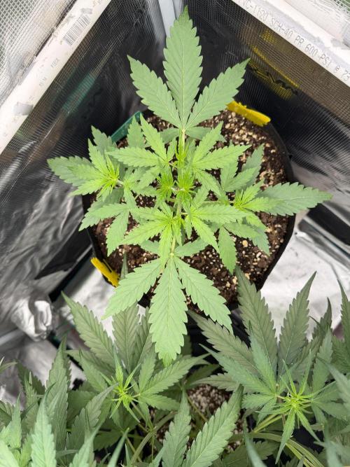 Gorilla Z Soil. Week 2