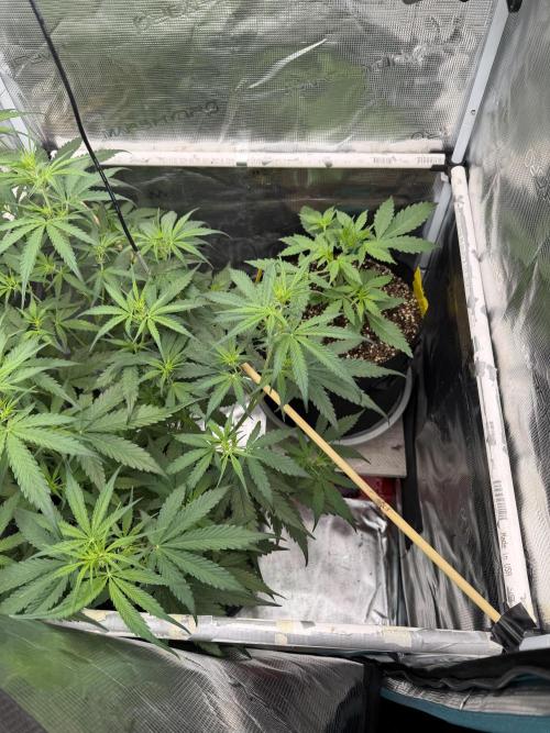 Gorilla Z Auto. Week 2