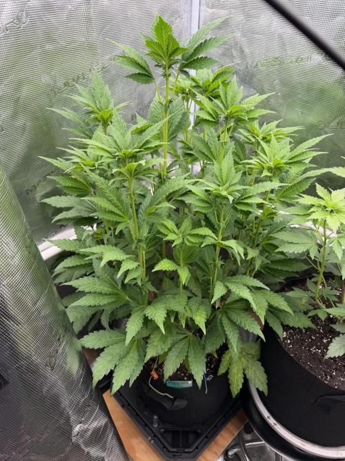 Notorious THC Living Soil. Week 7