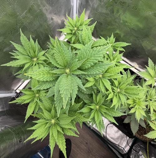 Notorious THC Living Soil. Week 7