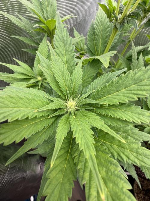Notorious THC Living Soil. Week 7