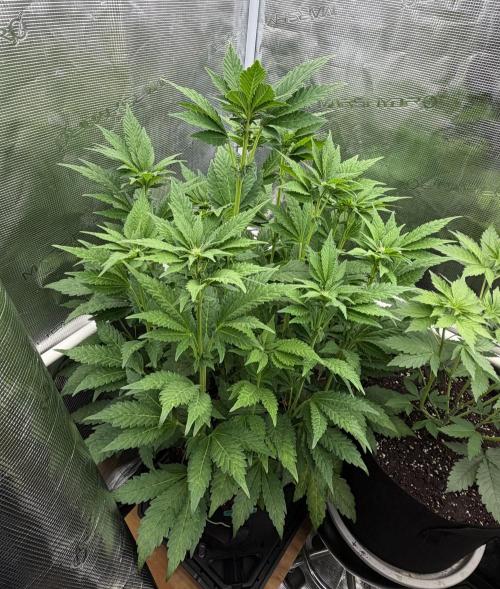 Notorious THC Living Soil. Week 7