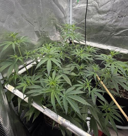 Gelato Auto Sweetness. Week 4