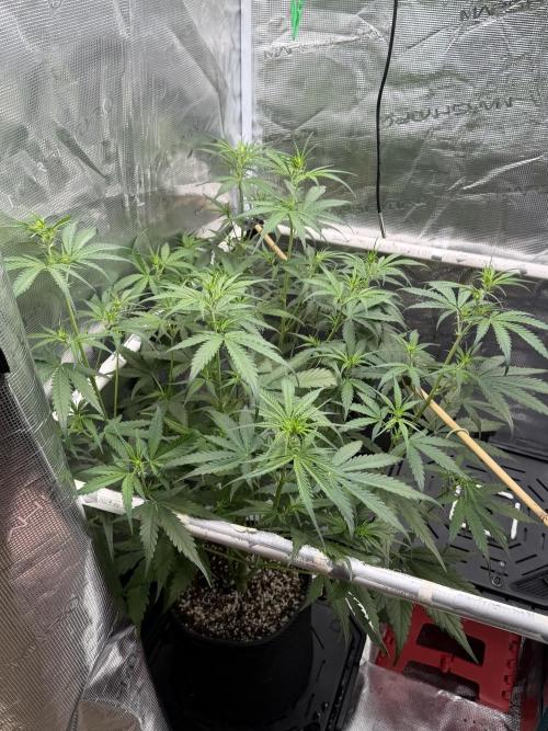 Gelato Auto Sweetness. Week 4