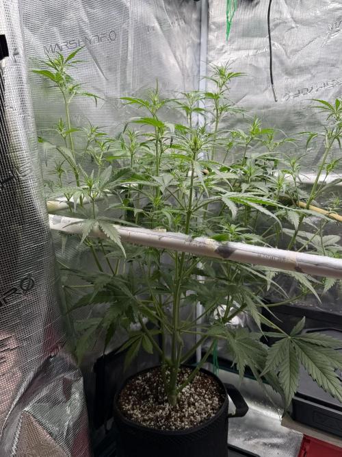 Gelato Auto Sweetness. Week 4
