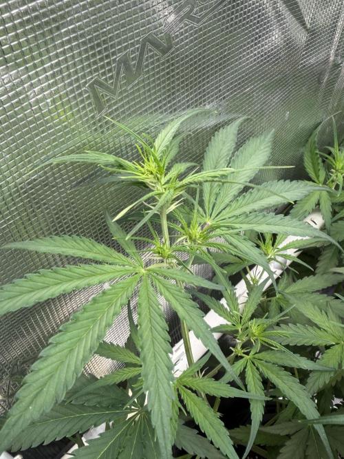 Gelato Auto Sweetness. Week 4