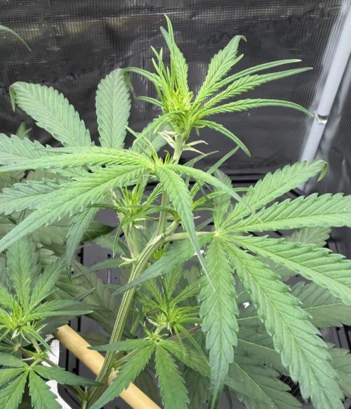 Gelato Auto Sweetness. Week 4
