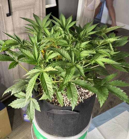 OG Flashback. Week 4