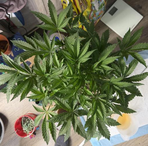 OG Flashback. Week 4