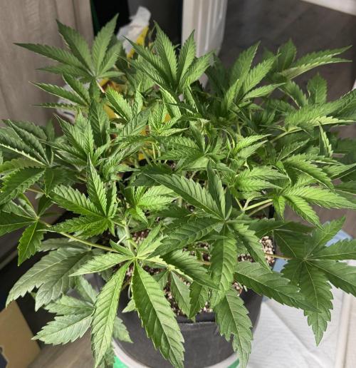 OG Flashback. Week 4