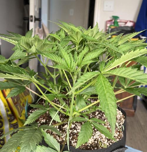OG Flashback. Week 4