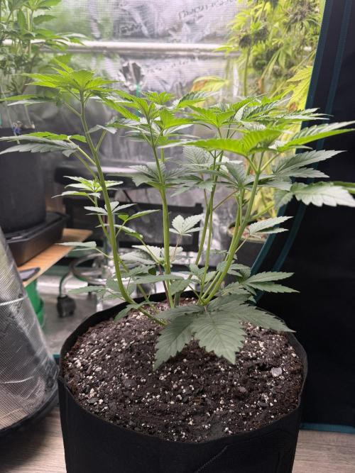 Sour D. Personal Fav. Week 4