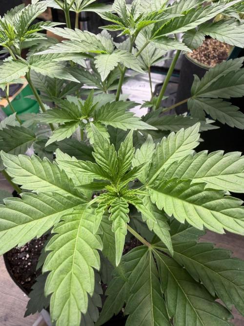 Sour D. Personal Fav. Week 4