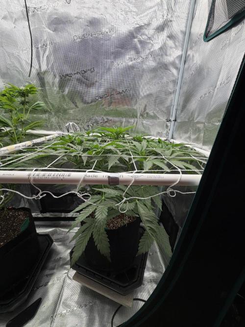 OG Flashback. Week 5