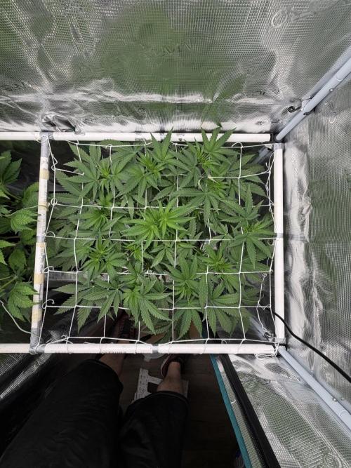 OG Flashback. Week 5