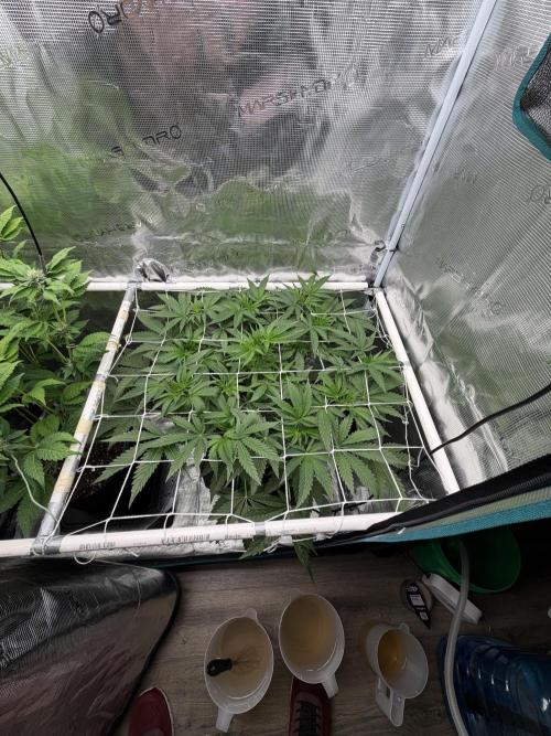 OG Flashback. Week 5