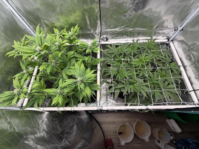 O.G. Kush. Week 5