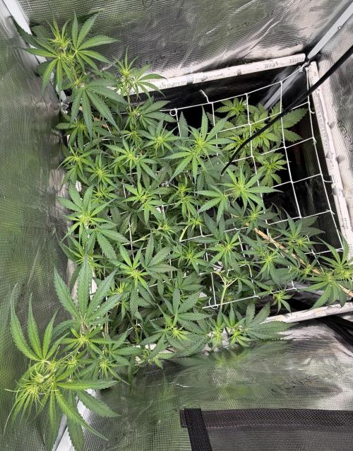 Gelato Auto Sweetness. Week 5